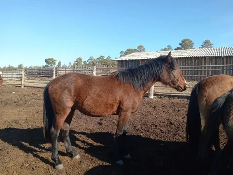 Продам жеребчика 2 года - Животные в Тарбагатайский район