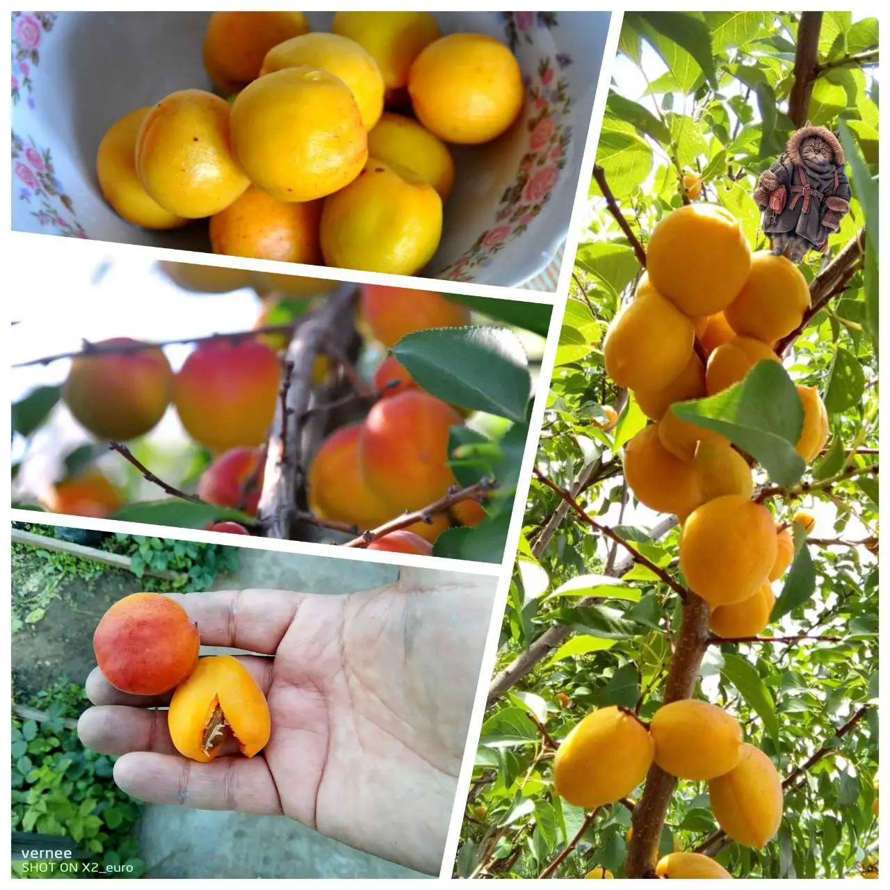 Саженцы абрикоса двухлетки - Садоводство (Хобби и отдых) в Улан-Удэ