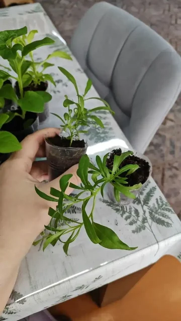 Продажа рассады цветов и растений в Улан-Удэ - частное объявление в Улан-Удэ