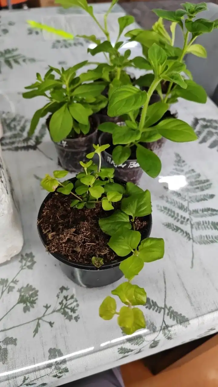 Продажа рассады цветов и растений в Улан-Удэ - Садоводство (Хобби и отдых) в Улан-Удэ