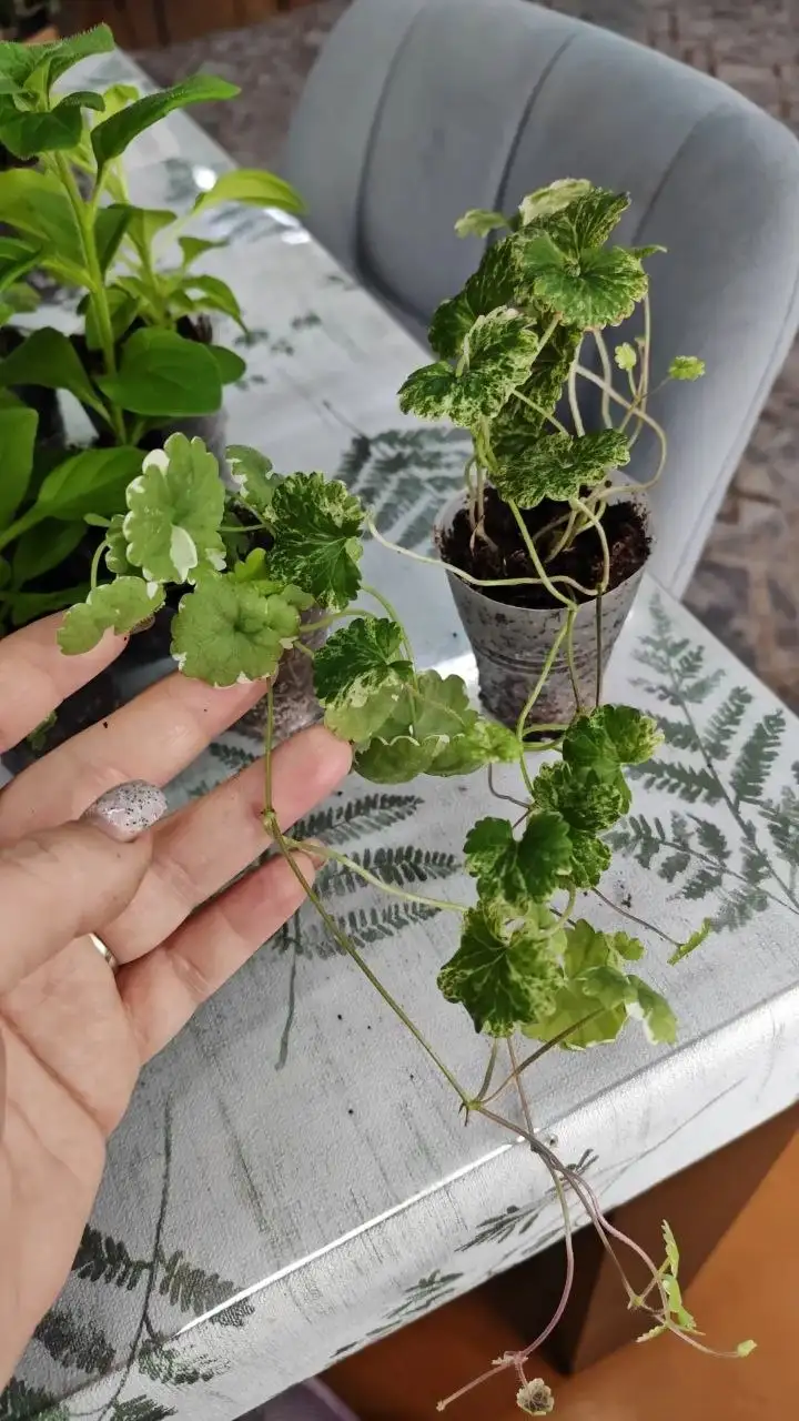 Продажа рассады цветов и растений в Улан-Удэ - Садоводство (Хобби и отдых) в Улан-Удэ