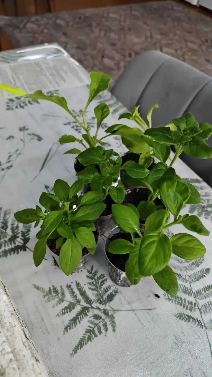 Продажа рассады цветов и растений в Улан-Удэ - Садоводство (Хобби и отдых) в Улан-Удэ