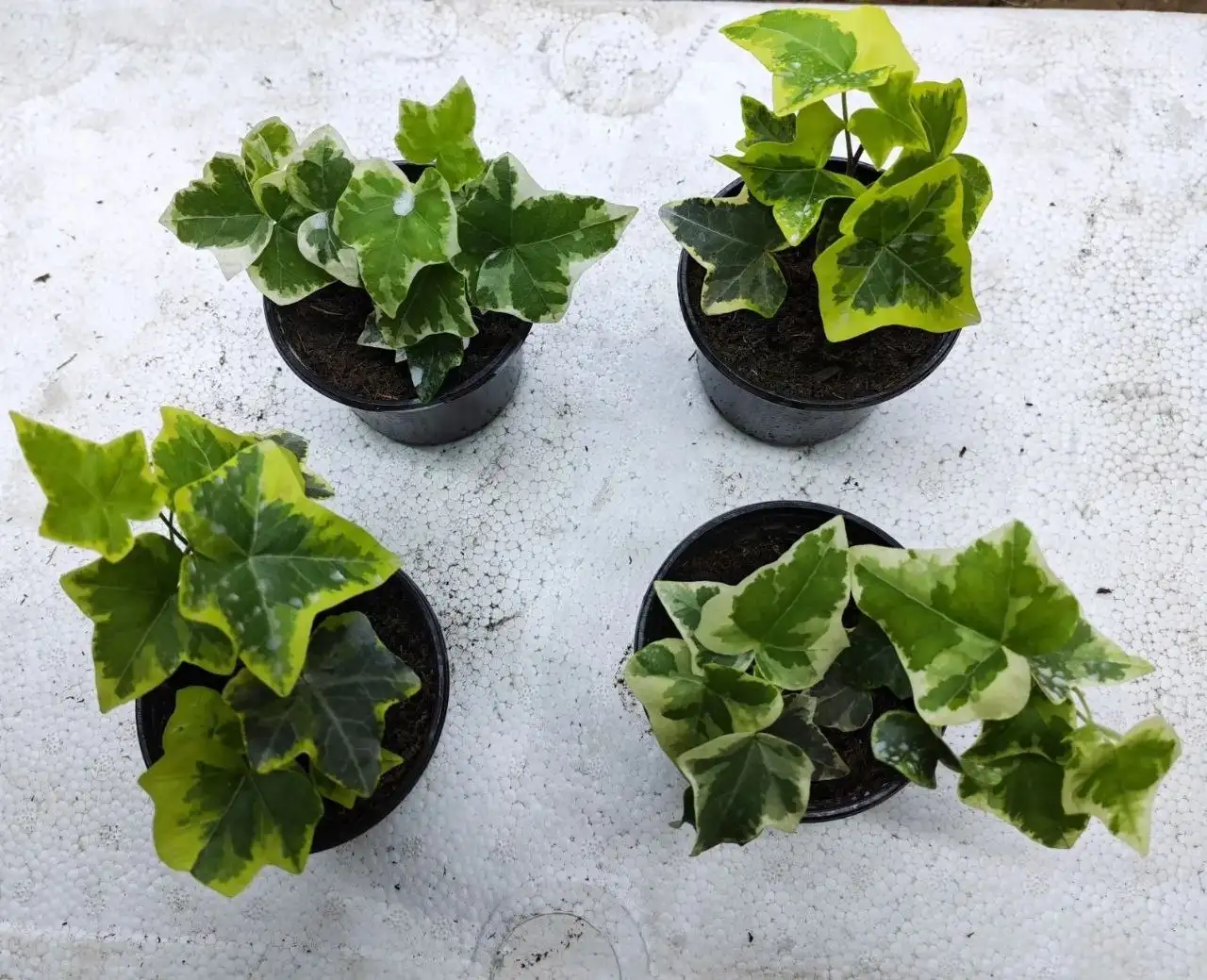 Продажа рассады цветов и растений в Улан-Удэ - Садоводство (Хобби и отдых) в Улан-Удэ