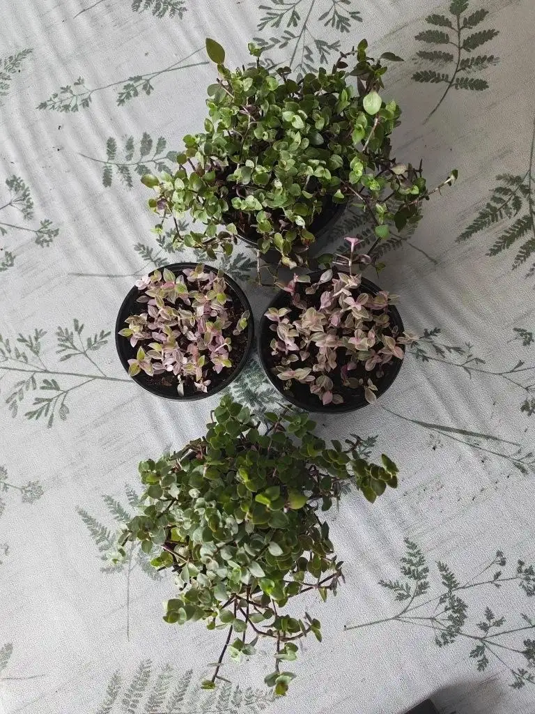 Продажа рассады цветов и растений в Улан-Удэ - Садоводство (Хобби и отдых) в Улан-Удэ