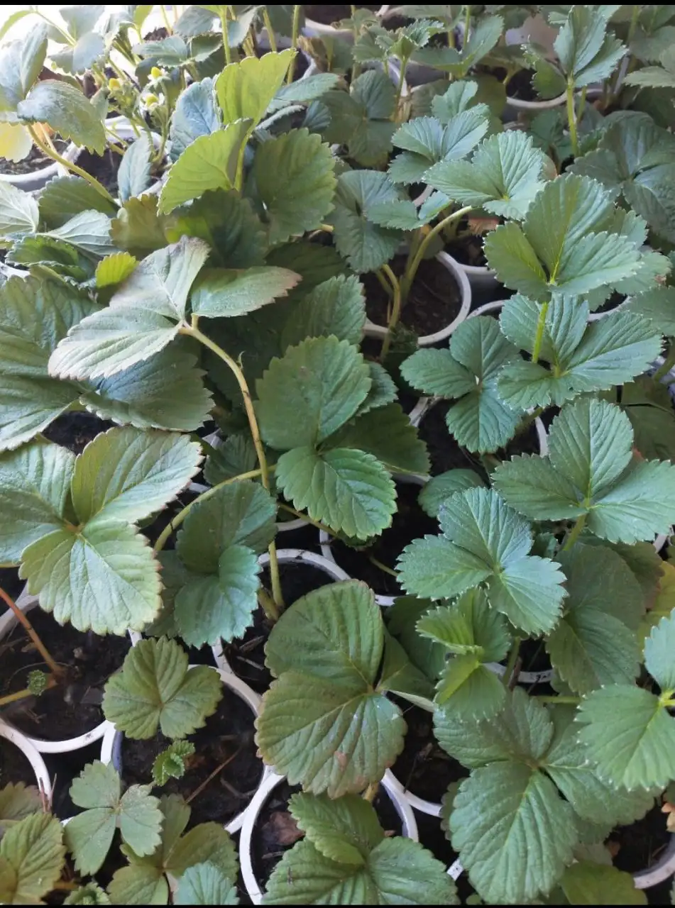 Рассада клубники ремонтантных сортов и земклубника - Клубника (Рассада) в Улан-Удэ