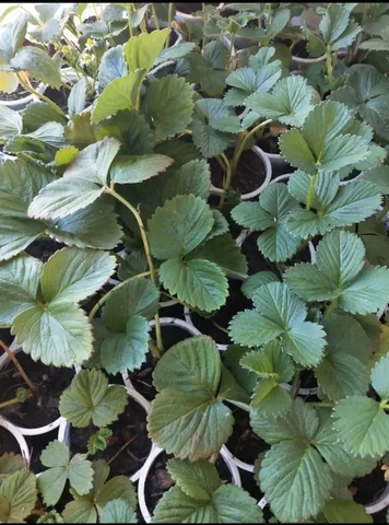 Рассада клубники ремонтантных сортов и земклубника - Рассада в Улан-Удэ