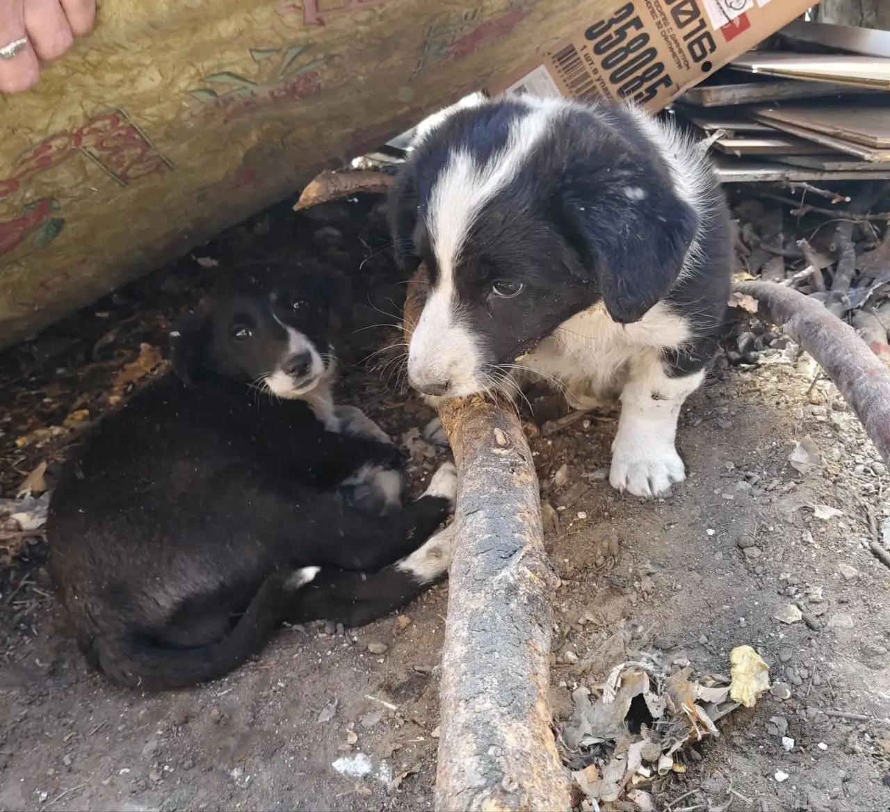 Пристройство двух котят - Кошки (Животные) в Улан-Удэ