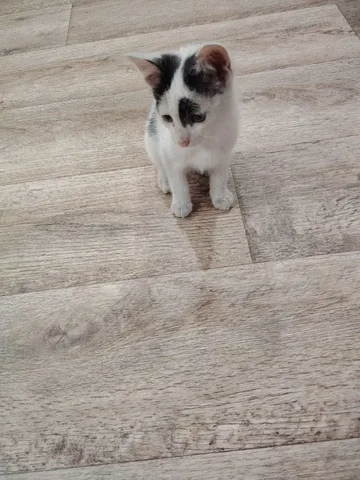 Котёнок в добрые руки - частное объявление в Улан-Удэ