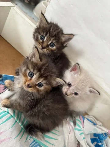 Котята ищут дом - Животные в Улан-Удэ