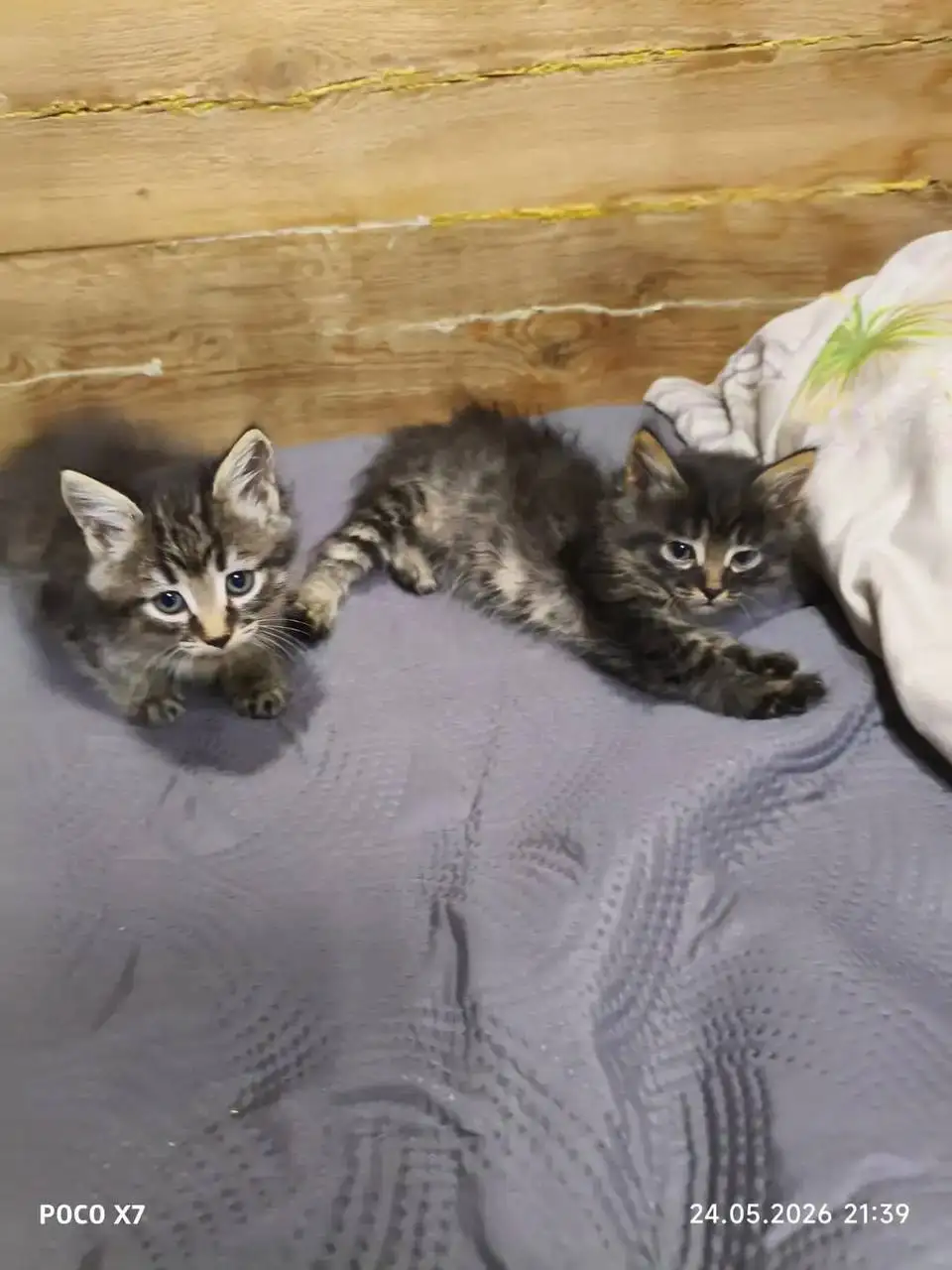 Отдам котят в добрые руки - Кошки (Животные) в Улан-Удэ