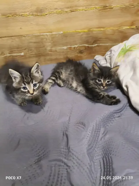 Отдам котят в добрые руки - частное объявление в Улан-Удэ