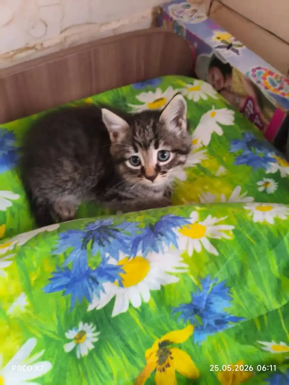 Отдам котят в добрые руки - Кошки (Животные) в Улан-Удэ