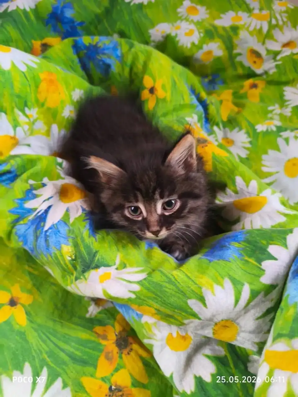 Отдам котят в добрые руки - Кошки (Животные) в Улан-Удэ