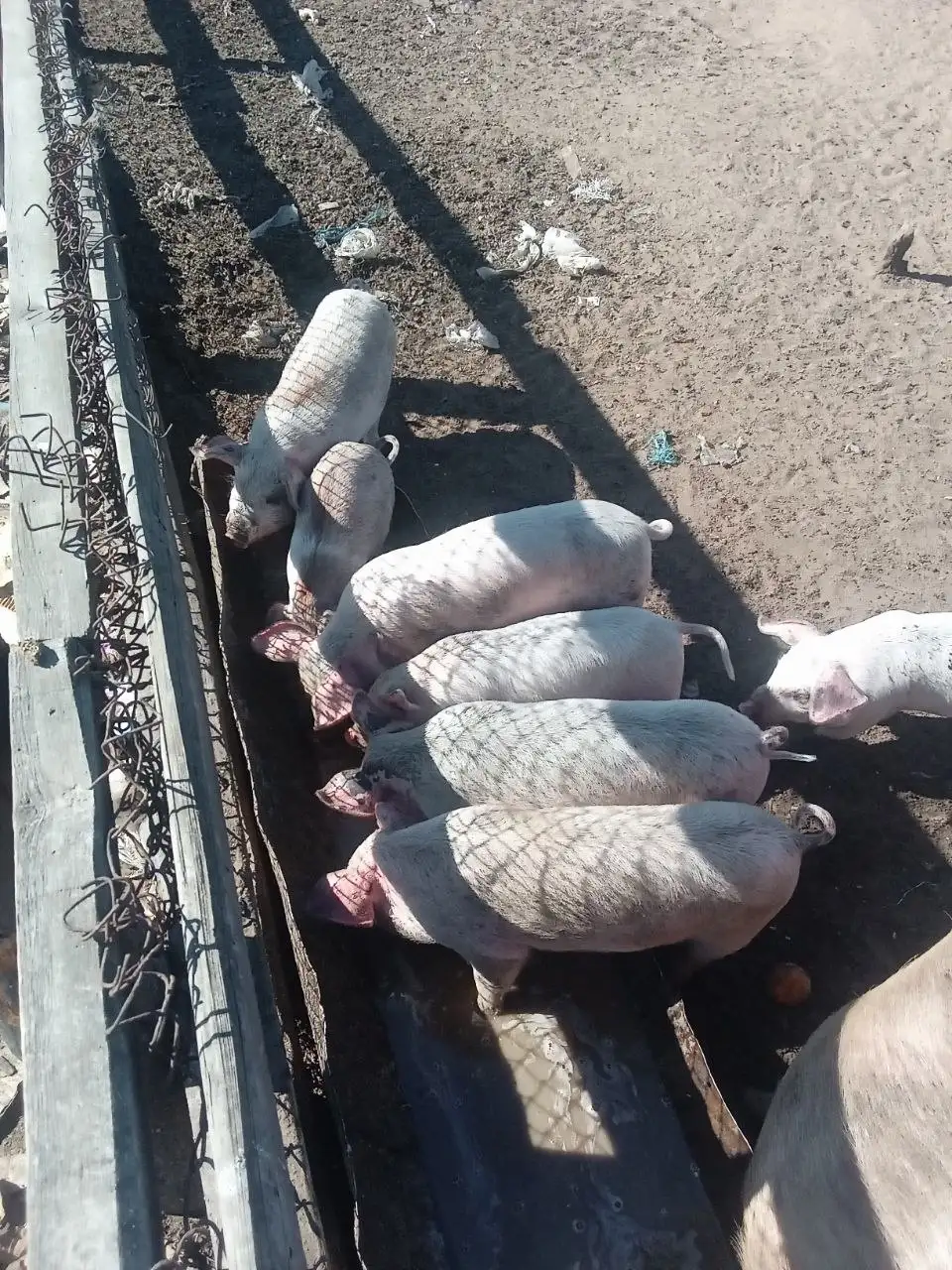 Продам поросят - Животные в Улан-Удэ