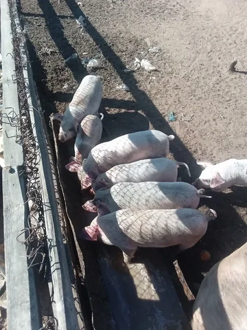 Продам поросят - Собаки в Улан-Удэ