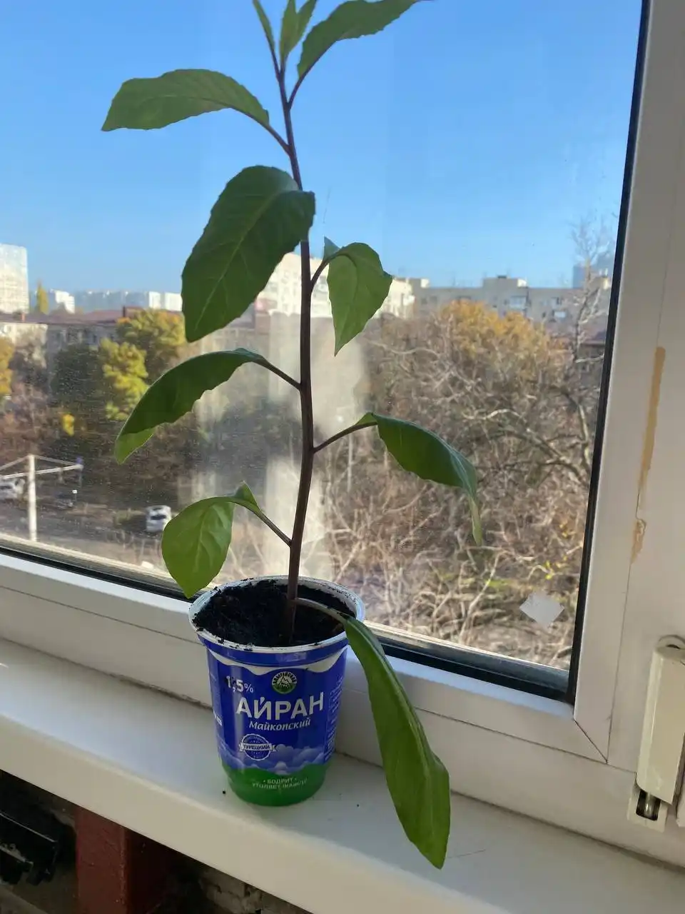 Джинура лечебное растение - Красота и здоровье в Краснодар