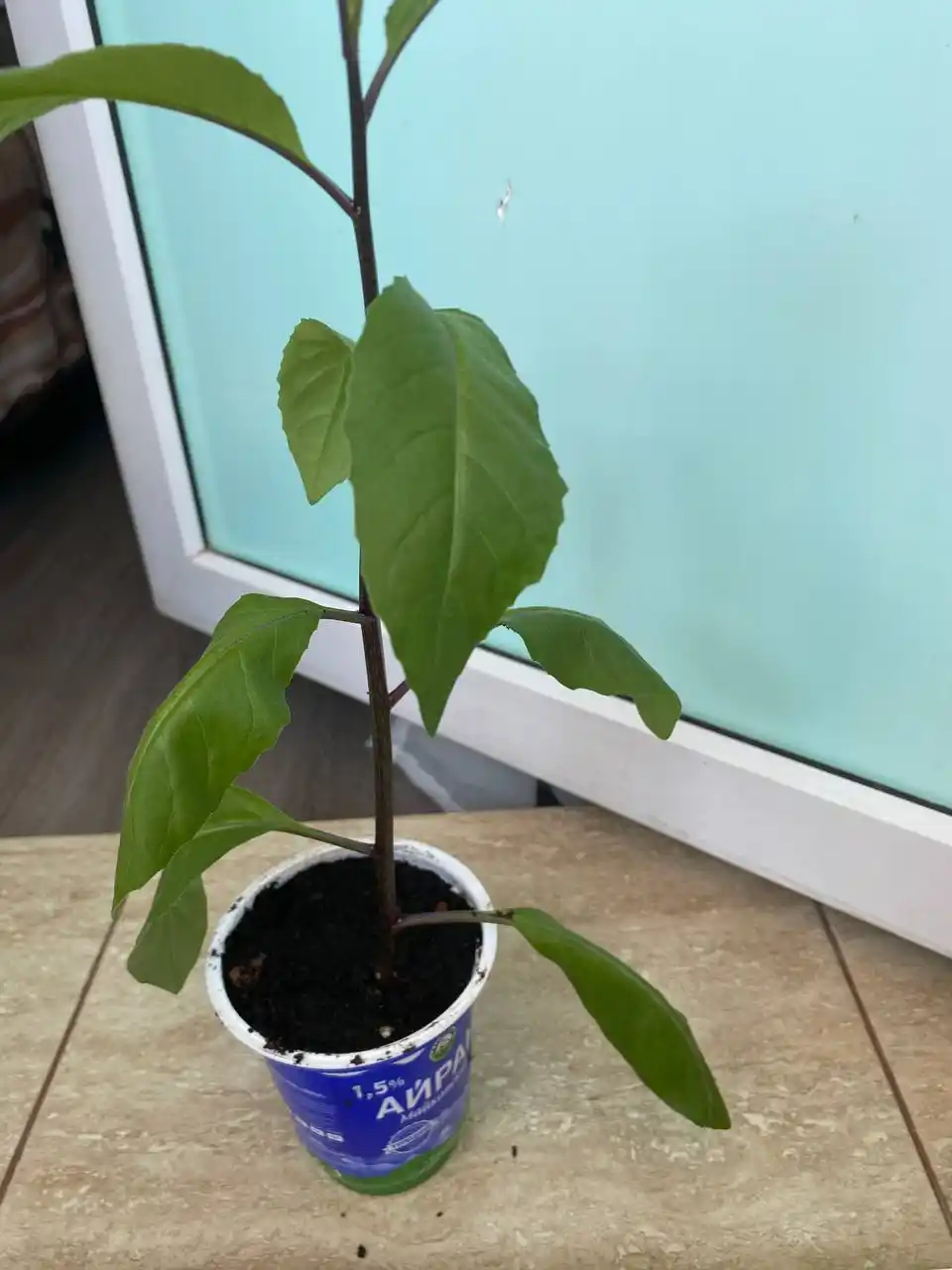 Джинура лечебное растение