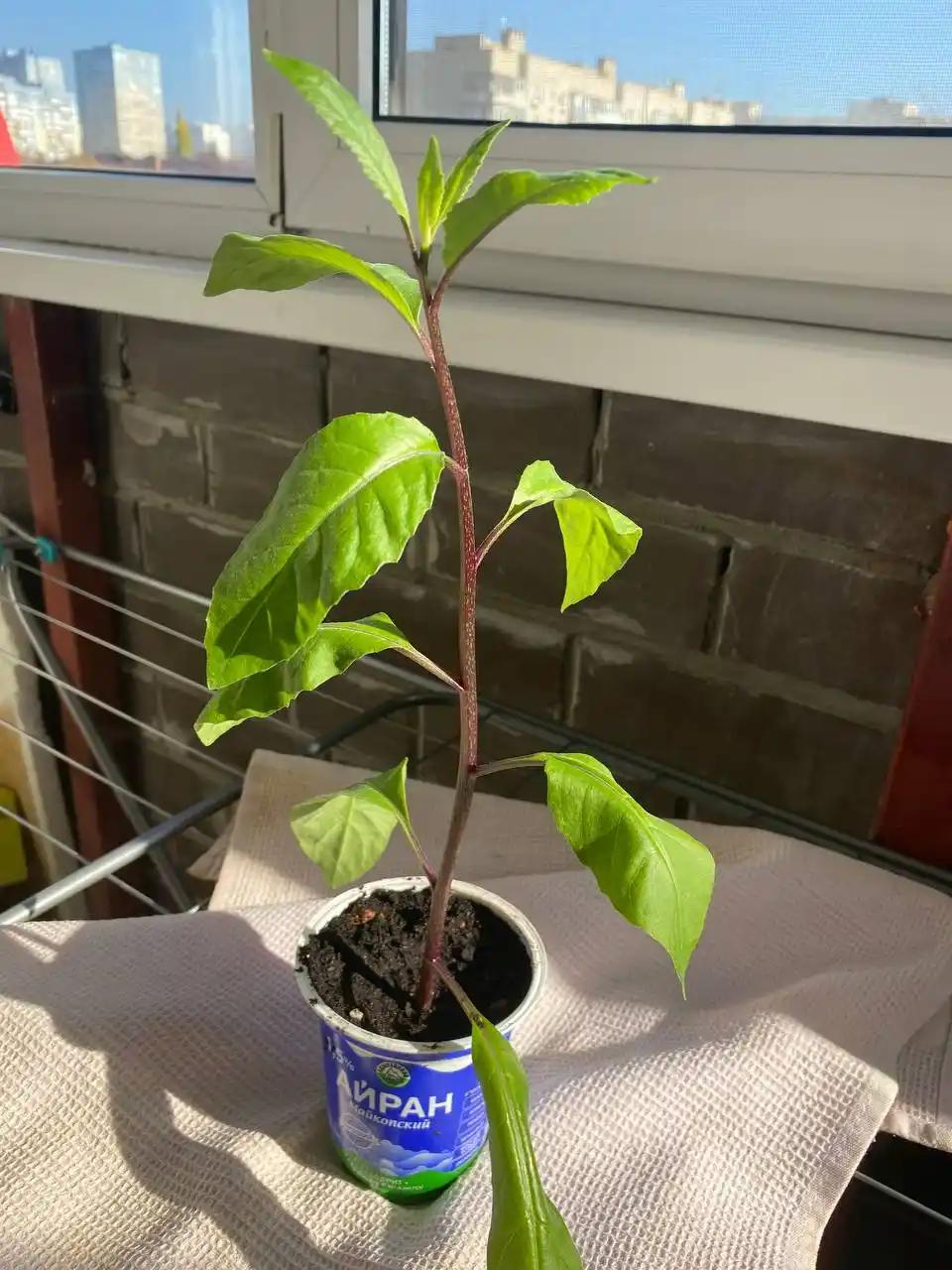 Джинура лечебное растение