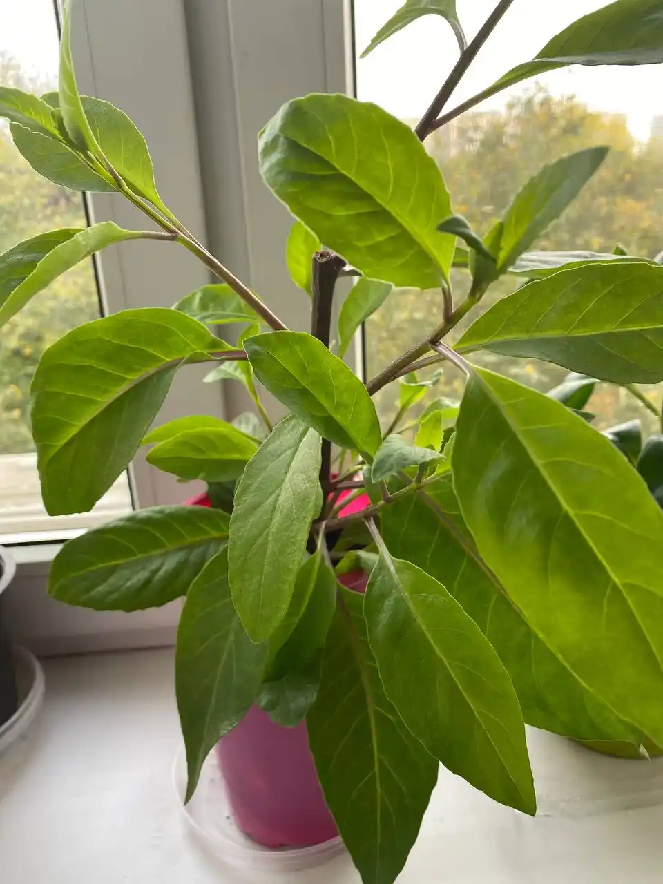 Джинура лечебное растение