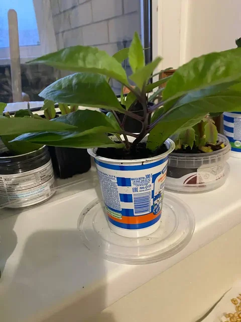 Джинура и герань - лечебные растения для дома - Для дома и дачи в Краснодар