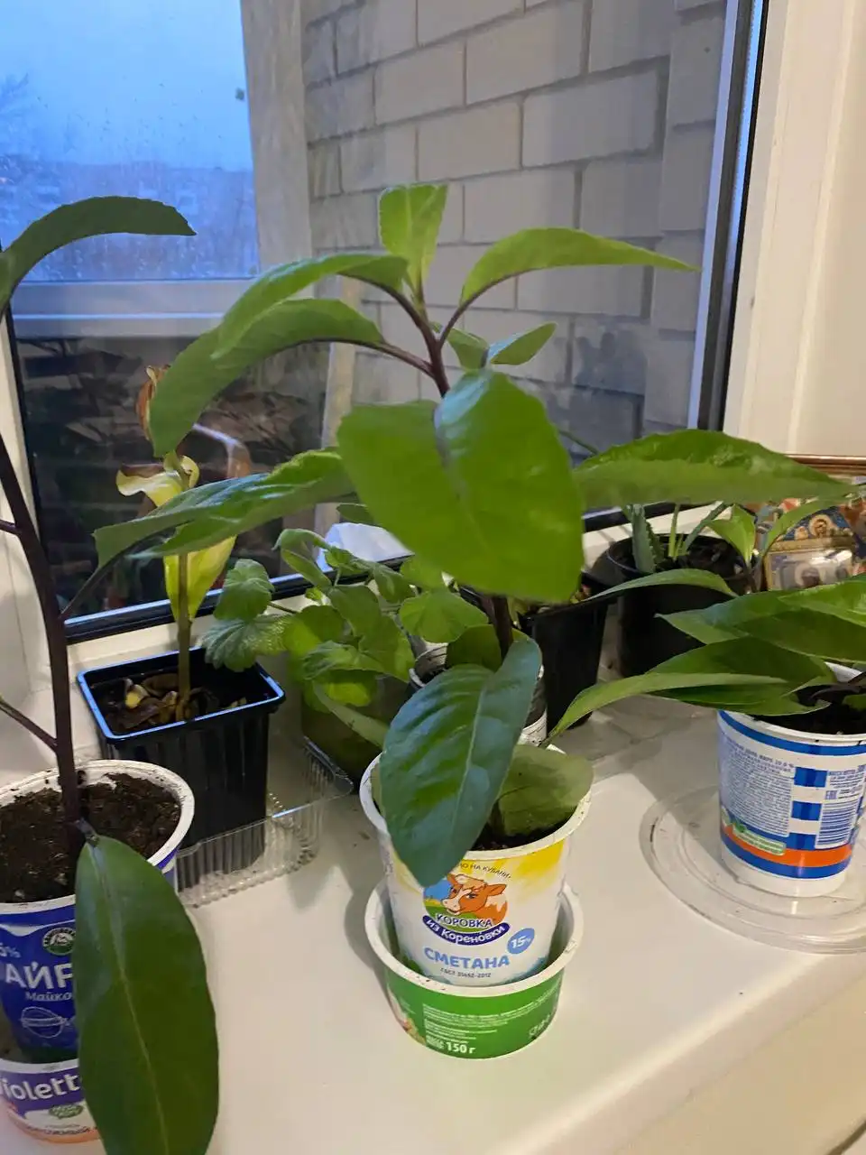 Джинура и герань - лечебные растения для дома