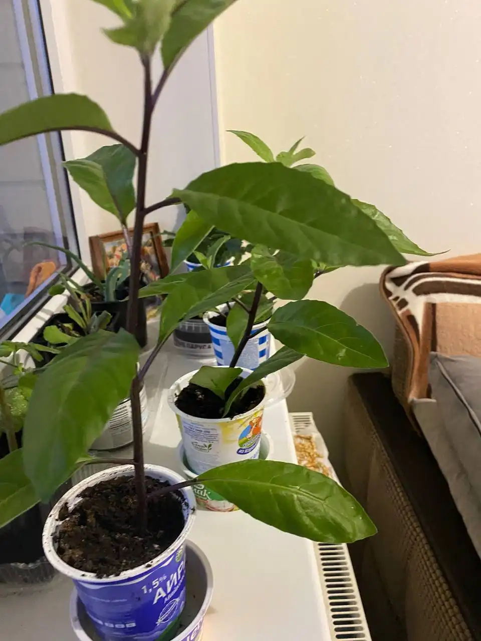 Джинура и герань - лечебные растения для дома