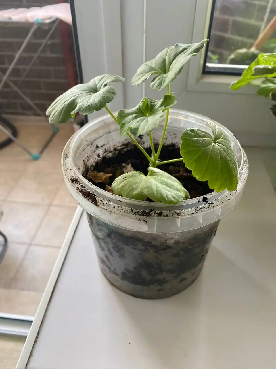 Джинура и герань - лечебные растения для дома