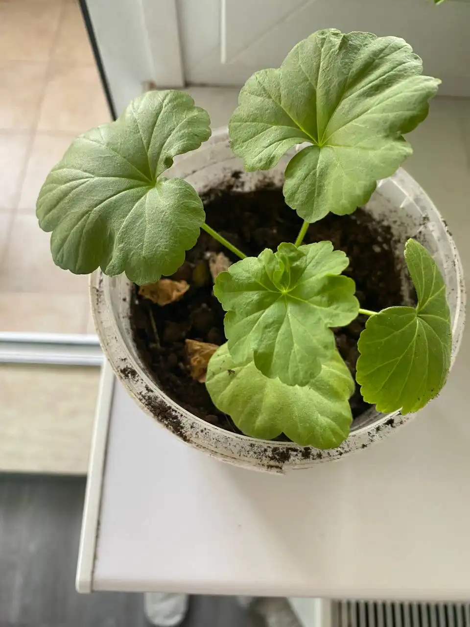 Джинура и герань - лечебные растения для дома