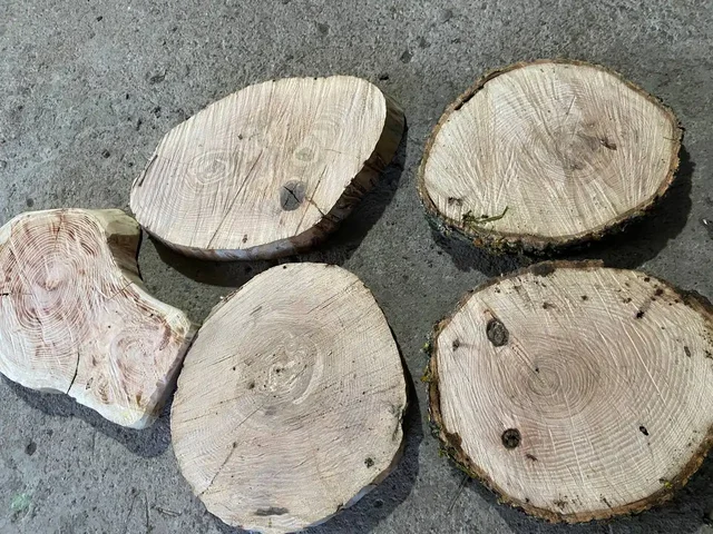 Продажа спилов дерева для поделок - Хобби и отдых в Краснодар