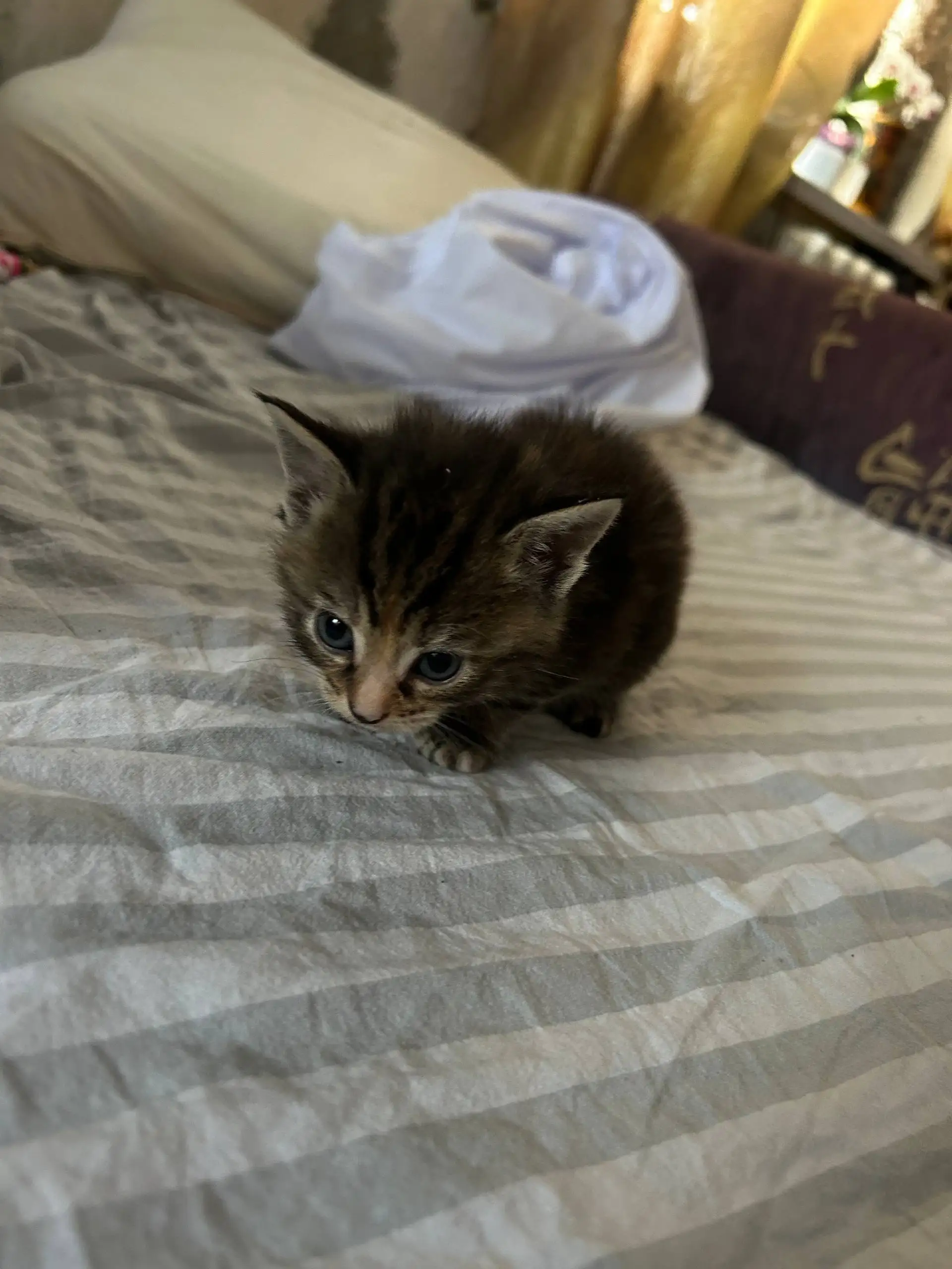 Отдаются котята в добрые руки - Кошки (Животные) в Уфа