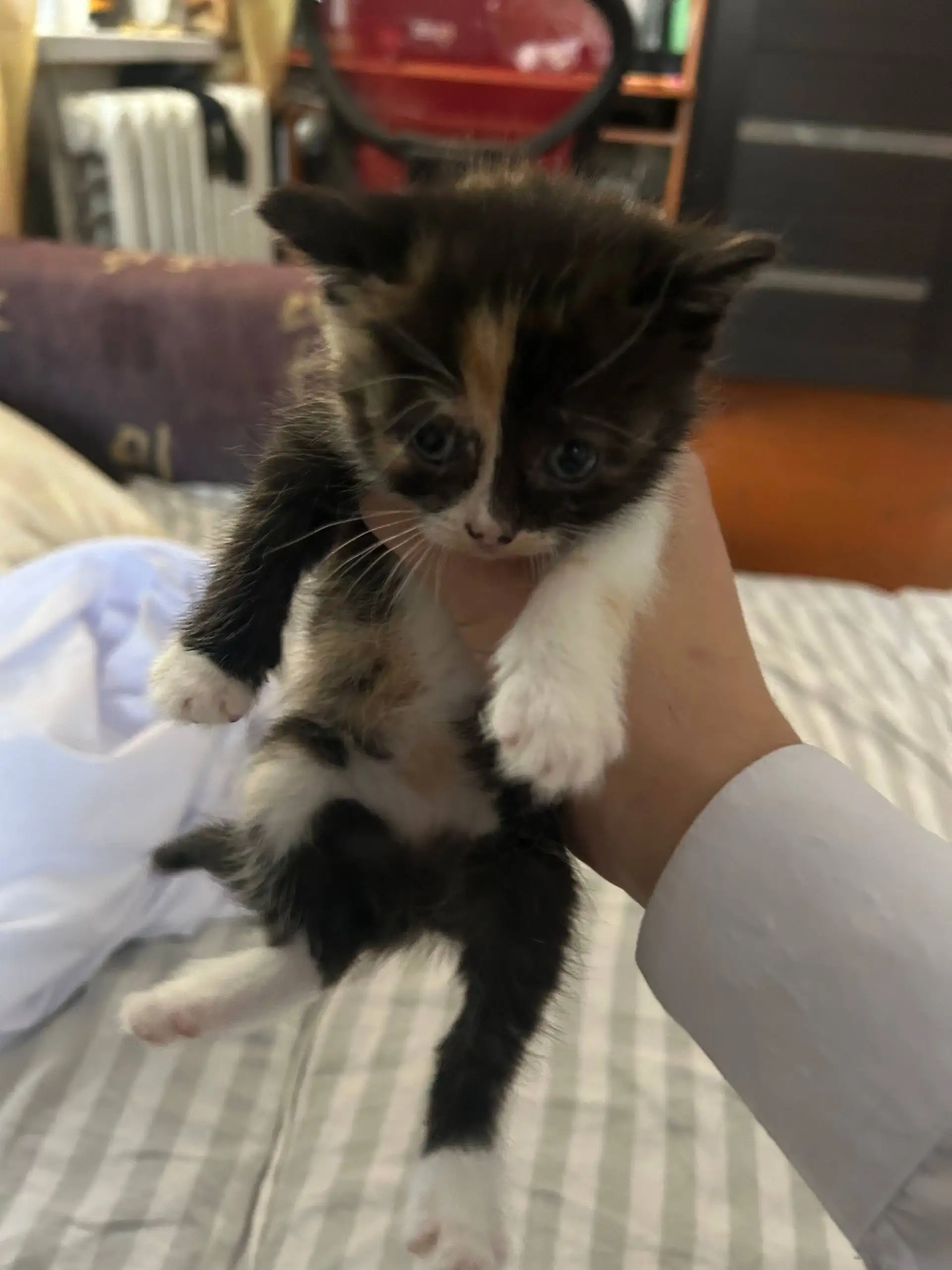 Отдаются котята в добрые руки - Кошки (Животные) в Уфа