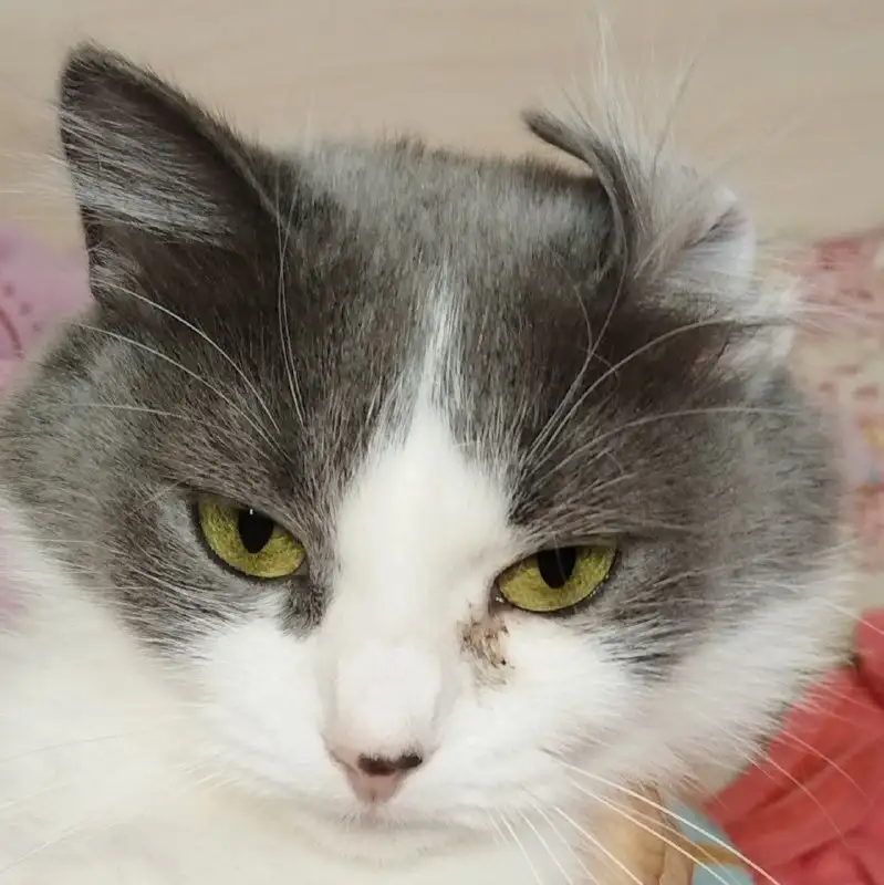 Пропала кошечка Дуся - Животные в Уфа