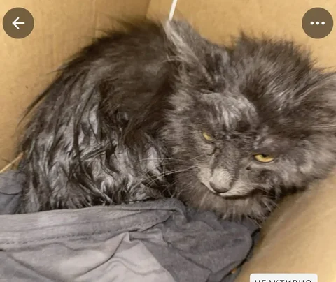 Котенок в добрые руки - частное объявление в Уфа