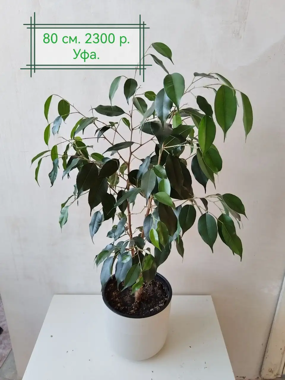 Фикус Бенджамин в двойном горшке 4.5 л - Растения (Барахолка) в Уфа