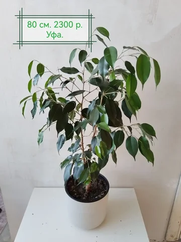 Фикус Бенджамин в двойном горшке 4.5 л - Барахолка в Уфа
