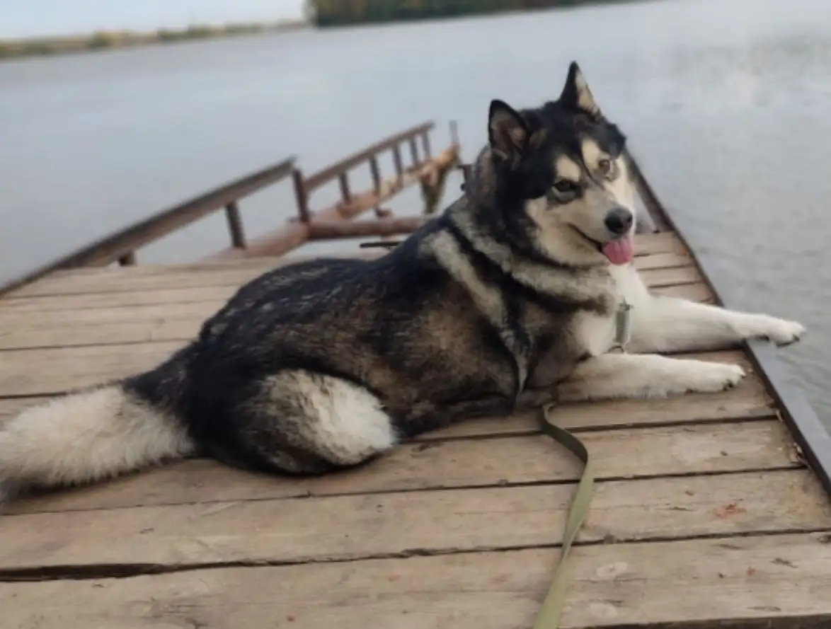 Маламут Шайен ищет новый дом - Собаки (Животные) в Уфа