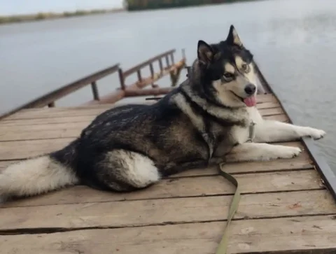 Маламут Шайен ищет новый дом - частное объявление в Уфа