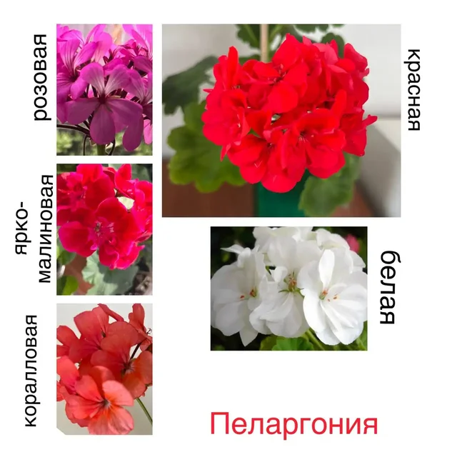Продажа излишков цветов и рассады помидоров с перцами - Аксессуары для телефонов в Уфа