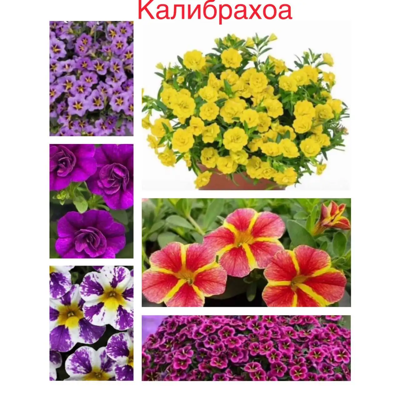 Продажа излишков цветов и рассады помидоров с перцами - Барахолка в Уфа