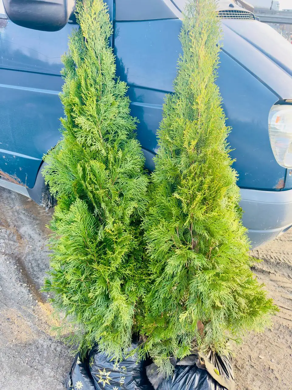 Продажа туй смарагд разных размеров - Растения (Барахолка) в Уфа