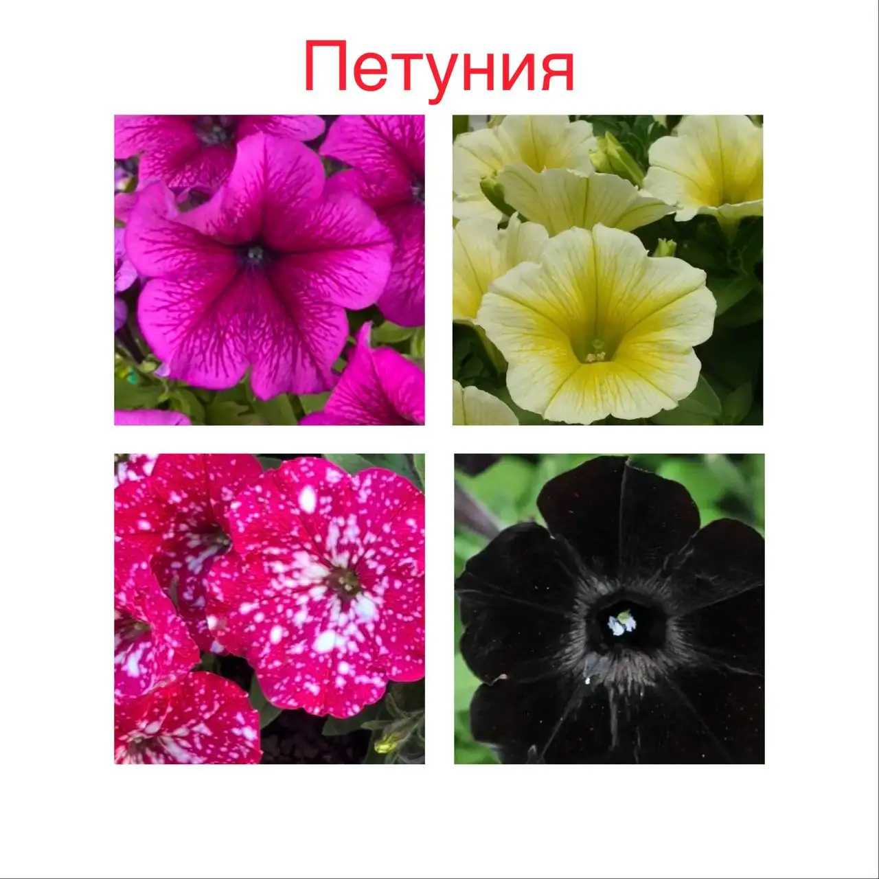 Продажа излишков цветов и рассады перцев - Растения (Барахолка) в Уфа