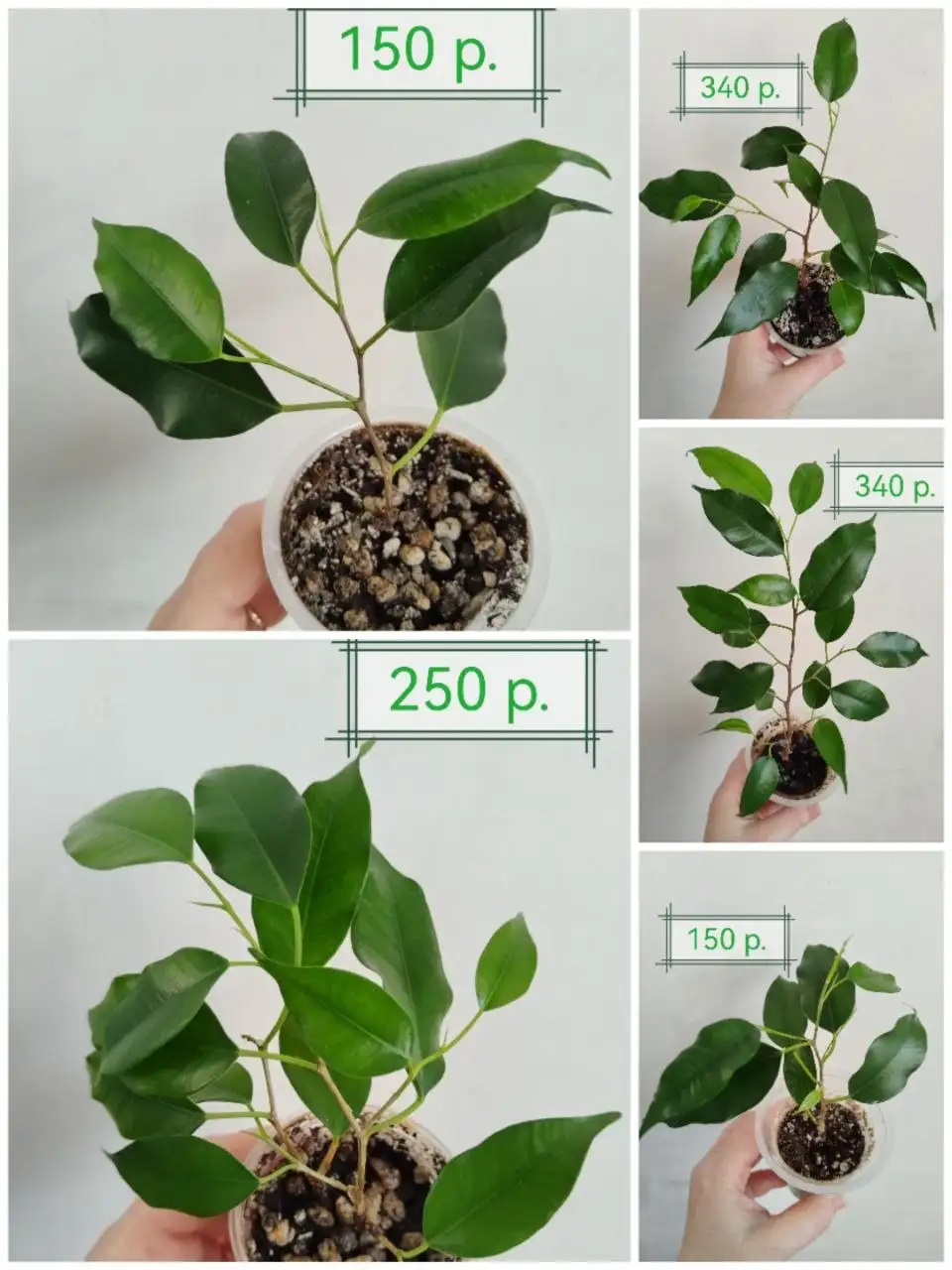 Черенки фикуса Бенджамина - Комнатные растения (Растения) в Уфа