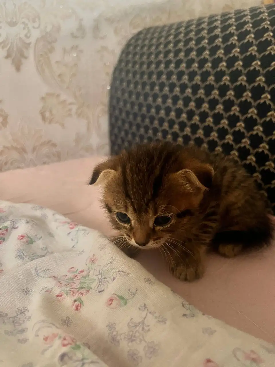 Шотландские котята в добрые руки - Кошки (Животные) в Неизвестно