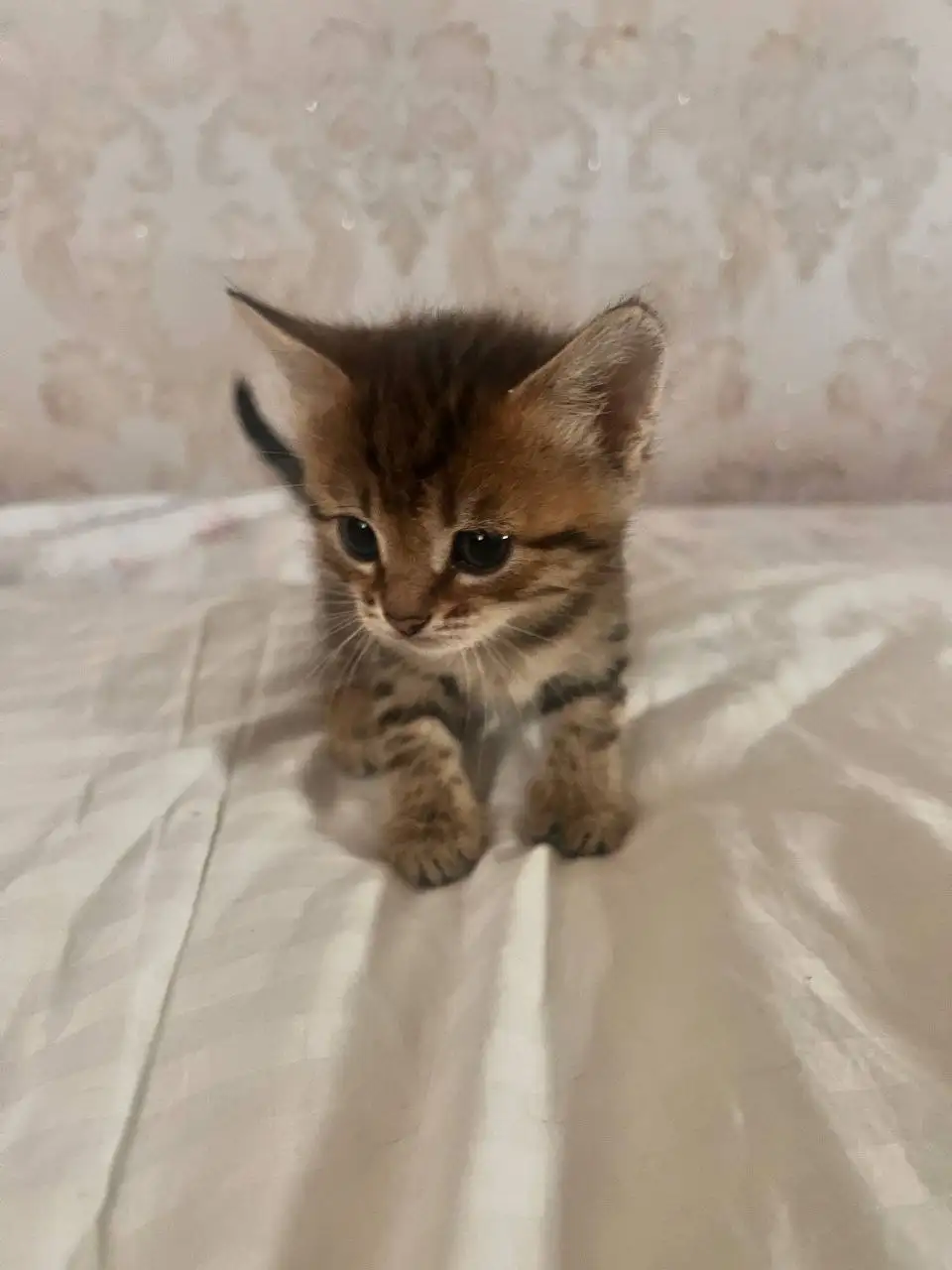 Шотландские котята в добрые руки - Кошки (Животные) в Неизвестно