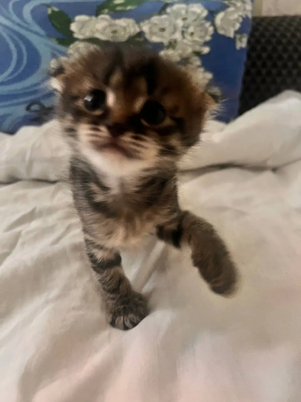 Шотландские котята в добрые руки - Кошки (Животные) в Неизвестно