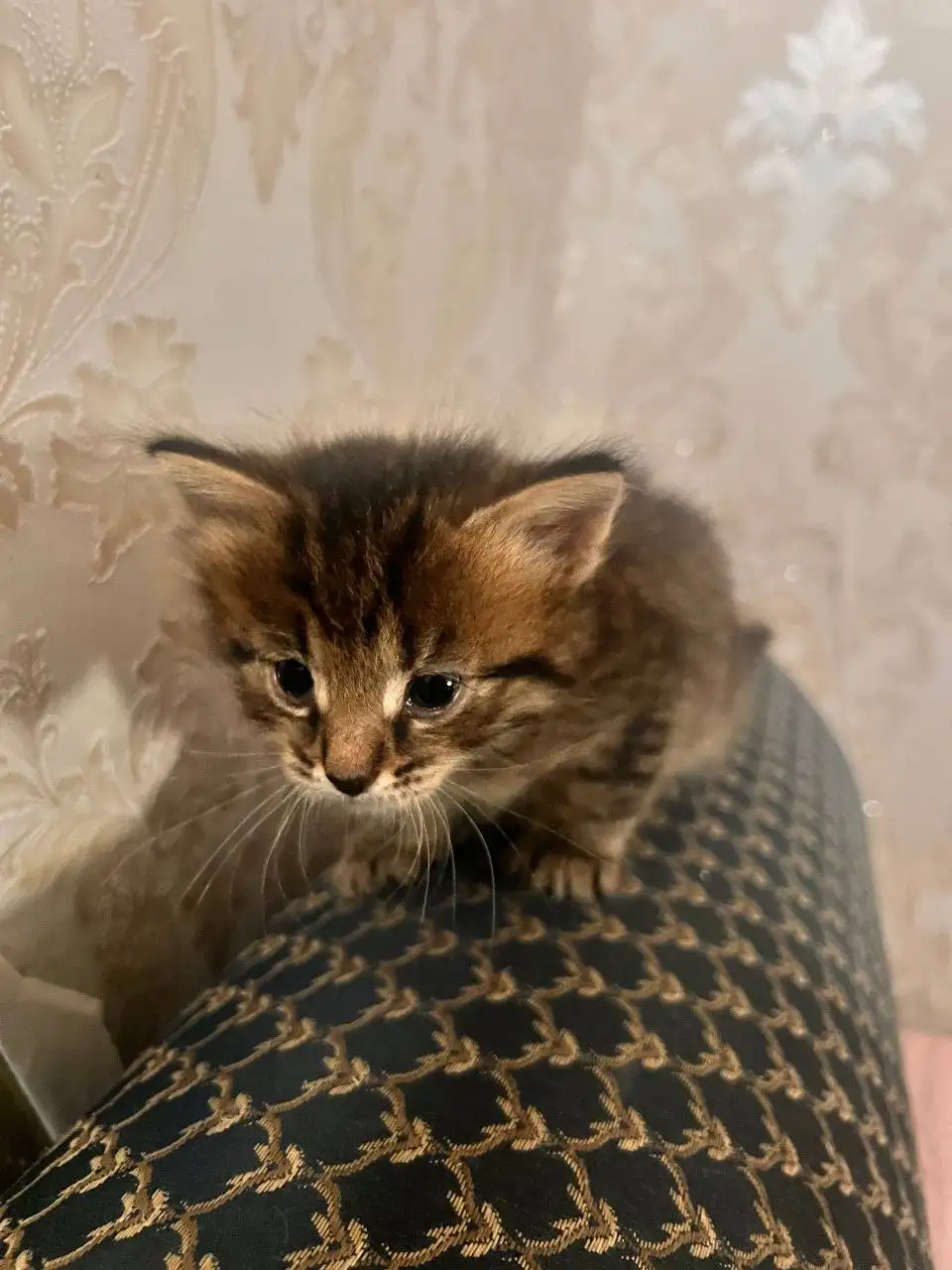 Шотландские котята в добрые руки - Кошки (Животные) в Неизвестно