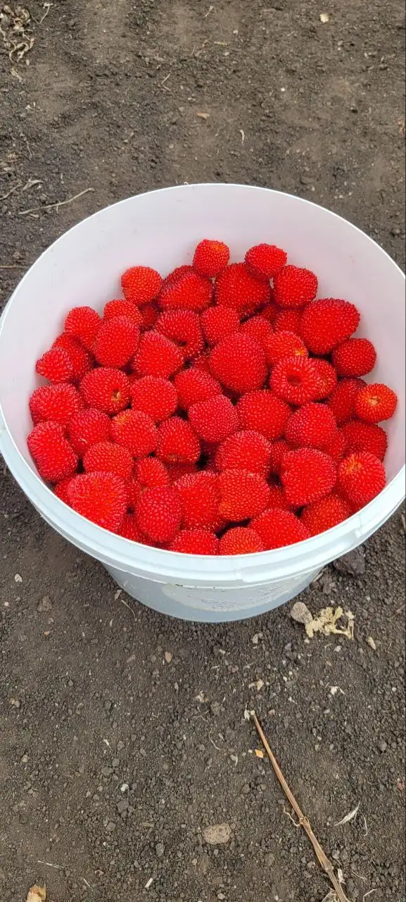 Продам саженцы тибетской малины - Растения (Для дома и дачи) в Уфа