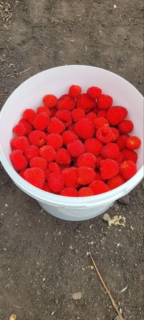 Продам саженцы тибетской малины - Обои в Уфа