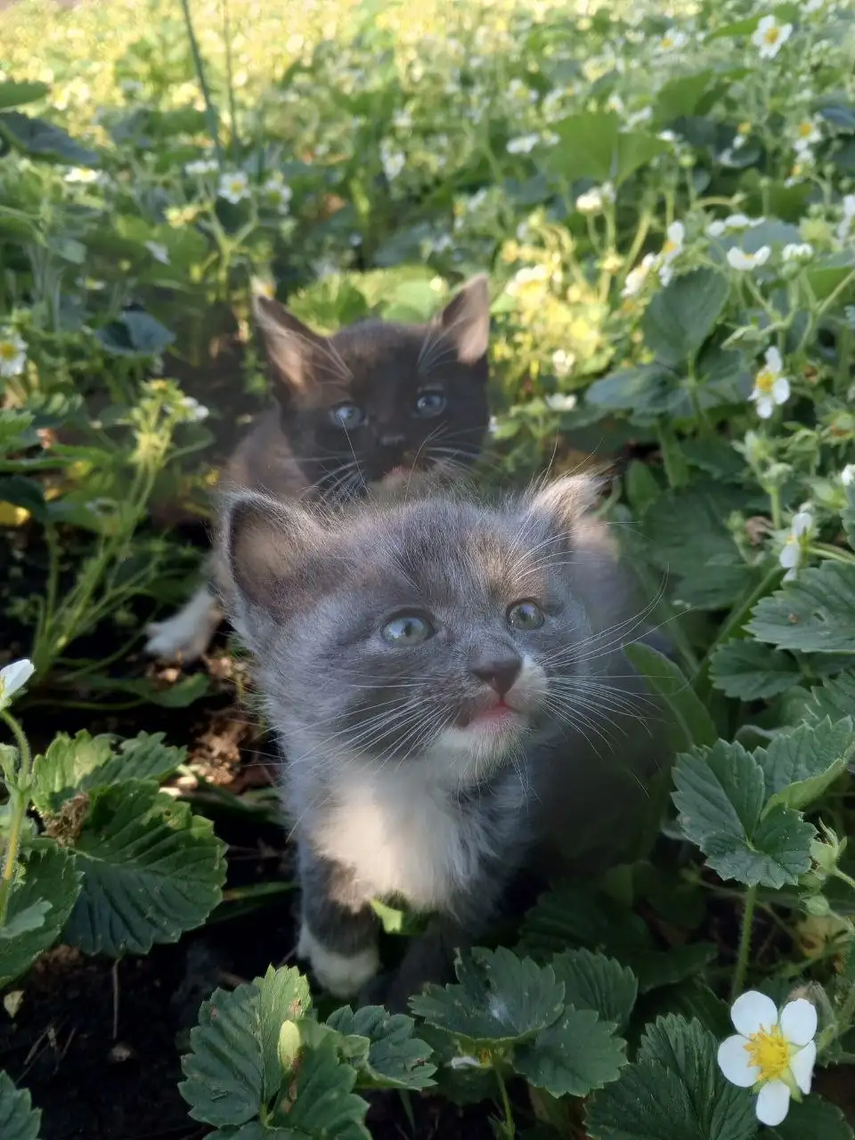 Продаются котята 1 месяц - Барахолка в Уфа