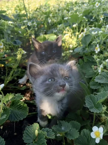 Продаются котята 1 месяц - Товары для безопасности в Уфа